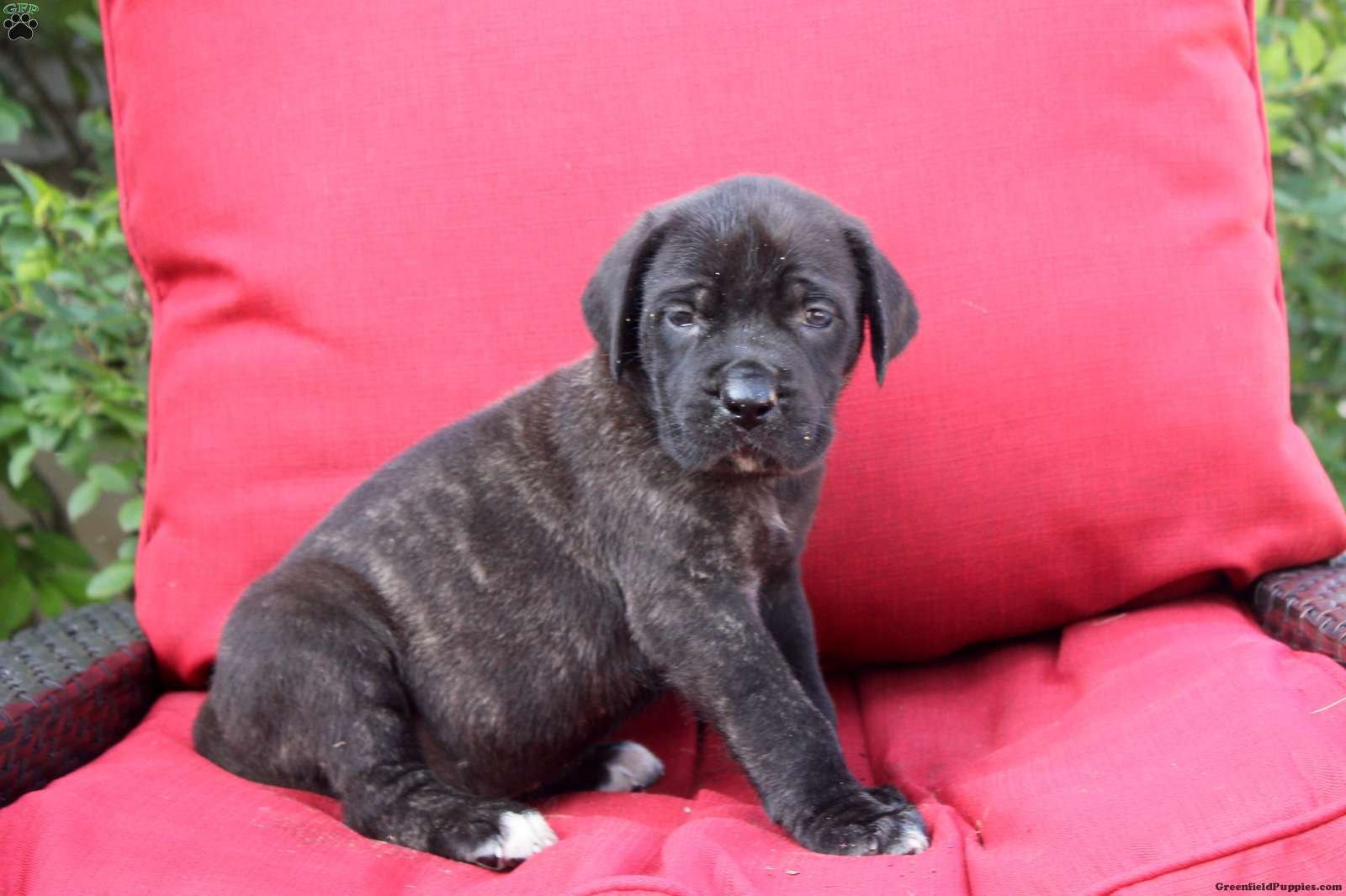 Georgia